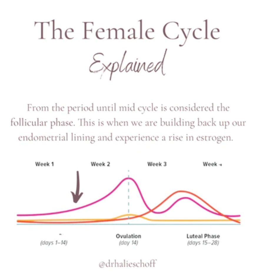 UNDERSTANDING YOUR CYCLE, HORMONES, AND SKIN - AN Skin & Beauty