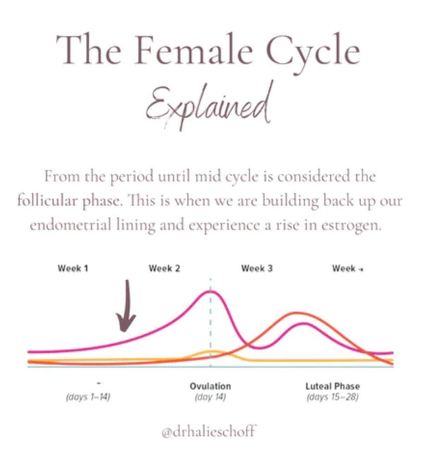 UNDERSTANDING YOUR CYCLE, HORMONES, AND SKIN - AN Skin & Beauty